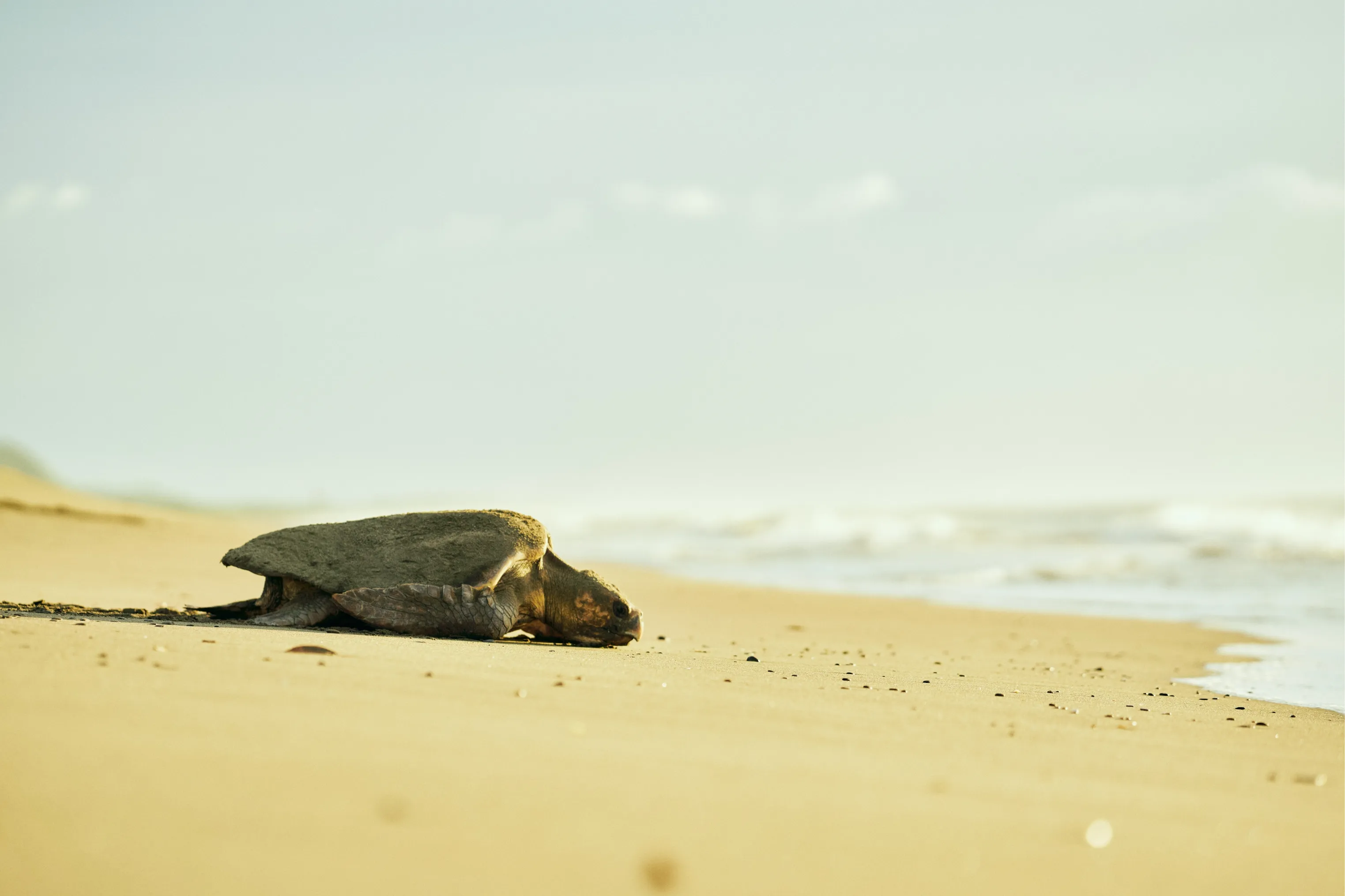 こゆ財団について